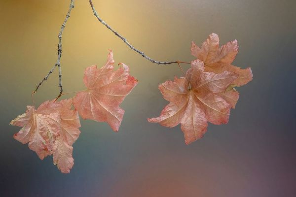 Jaynes Gallery 아티스트의 USA-Washington State-Seabeck Vine maple leaves on branch in autumn작품입니다.
